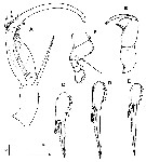Espèce Farranula orbisa - Planche 5 de figures morphologiques
