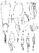 Species Farranula carinata - Plate 15 of morphological figures