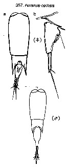 Espèce Farranula carinata - Planche 16 de figures morphologiques
