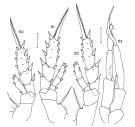 Espèce Aetideopsis carinata - Planche 5 de figures morphologiques