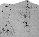 Espèce Monstrilla gracilicauda - Planche 10 de figures morphologiques