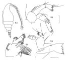 Espèce Bradyidius spinifer - Planche 1 de figures morphologiques