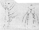 Species Cymbasoma rigidum - Plate 7 of morphological figures