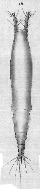 Espèce Cymbasoma zetlandicum - Planche 1 de figures morphologiques