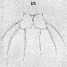 Espèce Monstrilla gracilicauda - Planche 11 de figures morphologiques