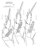 Species Bradyidius spinifer - Plate 3 of morphological figures
