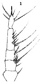 Species Monstrilla grandis - Plate 26 of morphological figures