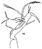Species Monstrilla bernardensis - Plate 2 of morphological figures