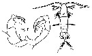 Espèce Acartia (Hypoacartia) adriatica - Planche 5 de figures morphologiques