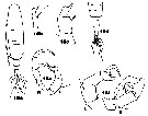 Espce Acartia (Hypoacartia) macropus - Planche 2 de figures morphologiques