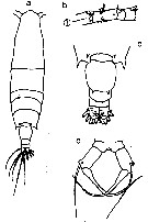 Espèce Acartia (Odontacartia) japonica - Planche 5 de figures morphologiques