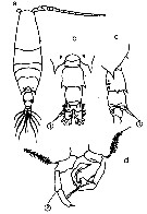 Espèce Acartia (Odontacartia) pacifica - Planche 11 de figures morphologiques