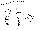 Espèce Acartia (Acartiura) longiremis - Planche 14 de figures morphologiques