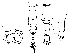 Espèce Acartia (Acartiura) longiremis - Planche 15 de figures morphologiques