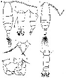 Espèce Acartia (Acartiura) omorii - Planche 14 de figures morphologiques