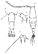 Espèce Acartia (Acartia) negligens - Planche 21 de figures morphologiques