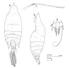 Espèce Arietellus aculeatus - Planche 3 de figures morphologiques