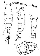 Species Acartia (Acanthacartia) tumida - Plate 6 of morphological figures