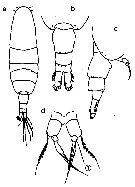 Espèce Acartia (Acanthacartia) sinjiensis - Planche 14 de figures morphologiques