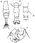 Species Acartia (Acanthacartia) tsuensis - Plate 4 of morphological figures