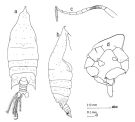 Espèce Arietellus aculeatus - Planche 4 de figures morphologiques