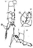 Espèce Sinocalanus sinensis - Planche 7 de figures morphologiques