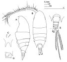 Espèce Bradyidius hirsutus - Planche 1 de figures morphologiques