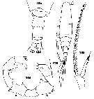 Espèce Acartia (Acartia) danae - Planche 16 de figures morphologiques