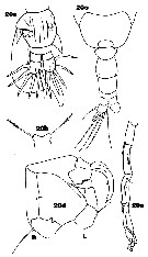 Espèce Pteriacartia josephinae - Planche 3 de figures morphologiques
