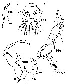 Espèce Paracartia grani - Planche 7 de figures morphologiques