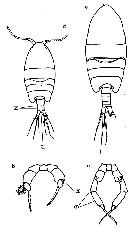 Espèce Metacalanus curvirostris - Planche 5 de figures morphologiques