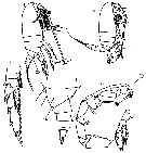 Espèce Cosmocalanus darwini - Planche 27 de figures morphologiques