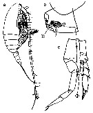 Species Neocalanus robustior - Plate 19 of morphological figures
