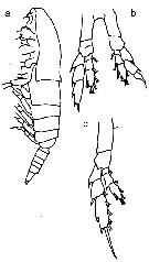 Species Mesocalanus lighti - Plate 3 of morphological figures