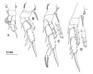 Espèce Bradyidius hirsutus - Planche 3 de figures morphologiques