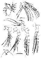 Espèce Acartia (Acartiura) hongi - Planche 4 de figures morphologiques
