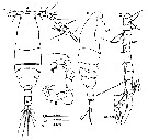 Espèce Acartia (Acartiura) hongi - Planche 6 de figures morphologiques