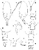 Species Thoxancalanus spinatus - Plate 1 of morphological figures