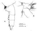 Species Paraeuchaeta barbata - Plate 6 of morphological figures