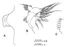 Espèce Paraeuchaeta calva - Planche 3 de figures morphologiques