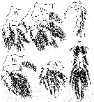 Espce Pachos trispinosum - Planche 2 de figures morphologiques