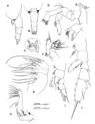 Species Paraeuchaeta investigatoris - Plate 2 of morphological figures
