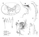 Espèce Paraeuchaeta malayensis - Planche 6 de figures morphologiques