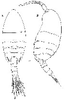 Espèce Paramisophria koreana - Planche 1 de figures morphologiques