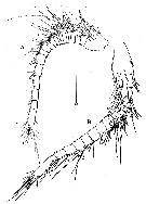 Espèce Paramisophria koreana - Planche 2 de figures morphologiques