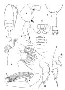 Species Paraeuchaeta pavlovskii - Plate 3 of morphological figures