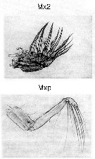 Species Chirundina streetsii - Plate 30 of morphological figures