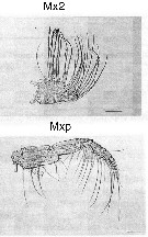 Espèce Calanus sinicus - Planche 19 de figures morphologiques