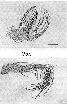 Species Spinocalanus magnus - Plate 16 of morphological figures