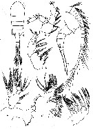Espèce Eurytemora brodskyi - Planche 1 de figures morphologiques